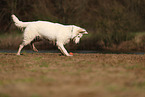 Berger Blanc Suisse