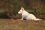 Berger Blanc Suisse