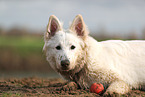 Berger Blanc Suisse