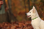 Berger Blanc Suisse Puppy