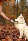 Berger Blanc Suisse Puppy
