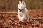 Berger Blanc Suisse Puppy