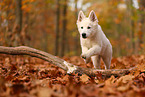 Berger Blanc Suisse Puppy