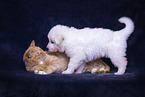 dog and cat