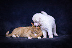 dog and cat
