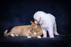 dog and cat