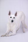 Berger Blanc Suisse