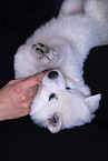 Berger Blanc Suisse Puppy