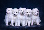 Berger Blanc Suisse Puppies