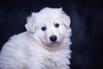 Berger Blanc Suisse Puppy