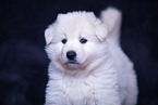Berger Blanc Suisse Puppy