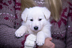 Berger Blanc Suisse Puppy