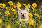 Berger Blanc Suisse