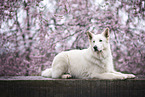 Berger Blanc Suisse