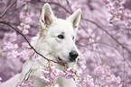 Berger Blanc Suisse