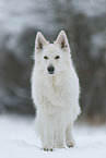 Berger Blanc Suisse