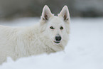 Berger Blanc Suisse