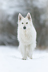 Berger Blanc Suisse