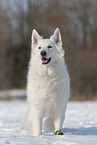 Berger Blanc Suisse