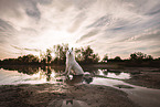 White Swiss Shepherd