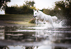 White Swiss Shepherd