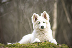 Berger Blanc Suisse Puppy