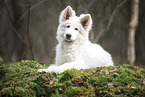 Berger Blanc Suisse Puppy