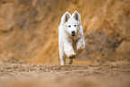 Berger Blanc Suisse Puppy