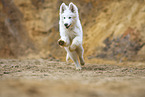Berger Blanc Suisse Puppy