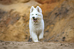 Berger Blanc Suisse Puppy