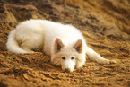 Berger Blanc Suisse Puppy