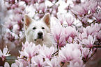 Berger Blanc Suisse