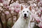 Berger Blanc Suisse