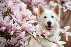 Berger Blanc Suisse