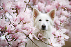 Berger Blanc Suisse