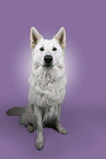 Berger Blanc Suisse