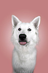Berger Blanc Suisse