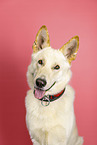White Shepherd