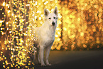 Berger Blanc Suisse