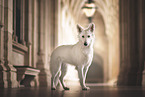 Berger Blanc Suisse