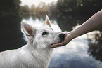 Berger Blanc Suisse