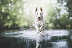Berger Blanc Suisse