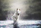 Berger Blanc Suisse