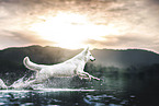 Berger Blanc Suisse
