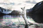 Berger Blanc Suisse