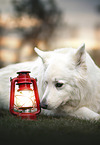 Berger Blanc Suisse