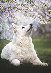 Berger Blanc Suisse