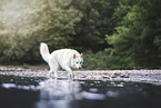 Berger Blanc Suisse