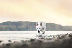 Berger Blanc Suisse