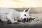 Berger Blanc Suisse